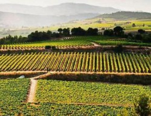 TIERRA DE VINOS – ENOTURISMO EN CATALUÑA